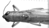 CollectionObject 1521503; 411967a8-7cb6-4103-96b6-a93426035115: Image Carbonell, C.S. female head and pronotum, dorsal view (holotype). (CollectionObject).