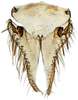 Subgenital plate: Opsius stactogalus, subgenital plates and valve, ventrally (INHS). (Observation).