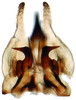 Subgenital plate, ventral view on Bhatiahamus flabellatus (Shang & Shen, 2006): Subgenital plate. (Observation).