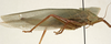 CollectionObject 1582516; 1e21179a-dff6-41a4-bd26-709f78709738: female, lateral view (syntype of Microprion ceylonicus). (CollectionObject).
