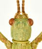 CollectionObject 2320827; facbb841-d7d6-4ce7-82b0-843b23779370: (CollectionObject).;CollectionObject 2320828; 5b5bcec9-3ab9-40ca-a8b8-02b7f8493c7b: copyright IMQC, photo by René Limoges. male, head (paratype). (CollectionObject).