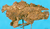 CollectionObject 1501769; c75e4c0c-8497-4b59-9e25-029a83ea6be5: female, lateral view. (CollectionObject).