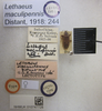 Usilanus maculipennis (Distant, 1918): Lethaeus maculipennis. Lectotype. (BMNH) - (CC BY-NC 4.0) Photo by Stuart Cole, reproduced with permission from the Natural History Museum, London, UK. (Otu).