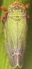 Habitus, dorsal view on Erythria aureola (Fallén, 1806): Habitus (male). (Observation).