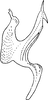 Aedeagus, lateral view on Arboridia (Arboridia) tertina Dworakowska & Viraktamath, 1978: Aedeagus, lateral view. (Observation).