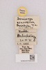CollectionObject 2052749; 7a2be2a8-1a14-4596-9f8e-599f9e81f67d, NHMUK015982480: labels (paratype). (CollectionObject).