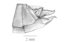 Parasitalces sexnotata Bruner, 1911: Fig. 7E. female abdomen tip, lateral view. (Otu).