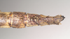 CollectionObject 1560674; NHMUK(SF IMPORT DUPLICATE) 844812, 9c13f179-7751-4b0e-a215-d04faf4989ed: copyright Natural History Museum, London. female: end of abdomen, dorsal view of Oxyartes lamellatus (lectotype). (CollectionObject).