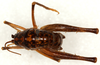 CollectionObject 1499239; f8f9e456-d86d-46a8-a866-45e0e26c8fe6: male, dorsal view (holotype). (CollectionObject).