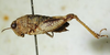 CollectionObject 1521307; 7d104978-a72e-495a-b745-e37b6b84d1ed: female, lateral view (paratype). (CollectionObject).