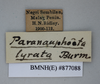 CollectionObject 1573274; 5763f118-c844-420d-afdf-a6def99d6f4a: Copyright NHM, London. Female: data labels, non-type. (CollectionObject).