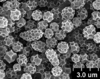 Brochosomes on Cuerna alpina Oman & Beamer, 1944: CR454 | U.S.A., Montana, Madison Co., Wisconsin Creek Rd. 4.3mi NE Sheridan, R. Rakitov [#04-51], 23-V-2004, DNA voucher CR49 | INHS. (Observation).