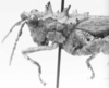 CollectionObject 1525186; ddca25fa-3b4b-4509-a69f-4ca636110407: female, head and pronotum, lateral view (allotype of Nicarchus enyalius). (CollectionObject).