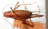 CollectionObject 1543579; 6f2b4654-9c63-4f13-8d76-511265808e8c: female, dorsal view (holotype). (CollectionObject).