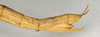 CollectionObject 1558840; c7cac0fe-23e1-4fd6-b9d9-e20bae349d3a: copyright NMW, Vienna. female: end of abdomen, lateral view (syntype). (CollectionObject).;CollectionObject 1558841; 1fe4d4bf-01d9-4c34-a1d1-b3668f6a2a0c: copyright NMW, Vienna. female: end of abdomen, lateral view (syntype). (CollectionObject).