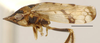 Habitus, lateral view on Cerrillus Oman, 1938: Cerrillus notatus, laterally (INHS). (Observation).
