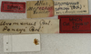 CollectionObject 1534986; c8319368-b54d-49d3-b12a-1185f4c22d4a: labels (holotype). (CollectionObject).