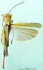 CollectionObject 1502310; 726125c1-321d-4209-811f-2f26d680e9c3: male, dorsal view (syntype). (CollectionObject).