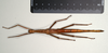 CollectionObject 1563756; 83cbfd78-fadb-461b-9fc7-5597cde468ca: copyright MIZ. female, dorsal view (paratype). (CollectionObject).