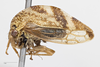 Habitus, lateral view on Cyrtolobus arcuatus (Emmons, 1855): (Observation).