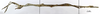 CollectionObject 1556968; 43768979-79b4-4b71-acaa-d466095e976f: copyright MNHN, Paris. female, lateral view (holotype). (CollectionObject).