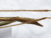 CollectionObject 1576310; 337f3538-6dff-4ea9-9955-be42d7bfc765: copyright SPM, Kinabalu. female: end of abdomen, ventral view (holotype). (CollectionObject).