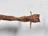 CollectionObject 1563989; ac1d021f-1ab2-4832-91a9-6446fe3be265: copyright Paul D. Brock. male: end of abdomen, dorsal view. (CollectionObject).;CollectionObject 1563990; 5dd91c0f-63c0-4cfb-865d-b35d97968929: copyright Paul D. Brock. male: end of abdomen, dorsal view. (CollectionObject).
