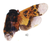 Habitus, dorsal view: !! display not done !! on Crepusia nuptialis (Gerstaecker, 1860): (Observation).