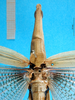 CollectionObject 1501100; e64a439d-9ff8-46bc-b17f-ae0e58b40c73: female, head and pronotum, dorsal view (holotype of Truxalis obsoleta). (CollectionObject).