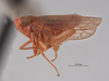 Habitus, lateral view: !! display not done !! on Neoaliturus (Circulifer) rubicundula (Van Duzee, 1907): (Observation).