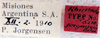 Epilampra jorgenseni (Rehn, 1913): Photo by Heidi Hopkins. labels. (Otu).