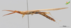 CollectionObject 2250047; Unioeste Cascavel K-1181, d5ed0d7f-b1de-4d1d-bcfc-026ca697abab: Male, lateral view. (CollectionObject).