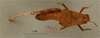 CollectionObject 1518648; 8eaa9b43-f508-44ee-850c-22fd793d24c9, NHMUK013806039: female, dorsal view, (holotype). (CollectionObject).