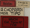 CollectionObject 1535136; b141e4c8-66fe-4a7e-bd82-0067d2df359b: labels (holotype). (CollectionObject).