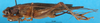 CollectionObject 1567482; 599b3b6a-4c62-4ac0-b758-bb388dbf912b: female, lateral view (paratype). (CollectionObject).
