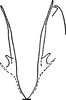 Pygofer, dorsal view: Pygofer, dorsal view. (Observation).