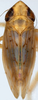 Nymph on Discolopeus diacaenus Stiller, 2019: Nymph, dark brown. (Observation).