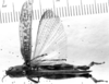 CollectionObject 1533635; 10ac4db0-5714-413a-bb35-62b53017faed: Image Carbonell, C.S. male, dorsal view (holotype of Plectrotettix conspersus). (CollectionObject).