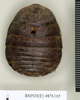CollectionObject 1573050; NHMUK(SF IMPORT DUPLICATE) BMNH(E) 876170', 76026a30-ee67-47a2-afc5-9bda02fe820e: Copyright Natural History Museum, London. Syntype (female) in BM(NH). Dorsal view. (CollectionObject).