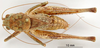 CollectionObject 1530698; 1e45c8ef-0da3-47d5-a5ff-dcff4688e42a, DORSA STscogedS02: male, dorsal view (holotype). (CollectionObject).