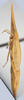 Habitus, lateral view on Attenuipyga (Dorycara) platyrhynchus (Osborn, 1894): Lateral. (Observation).