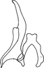 Stylus: !! display not done !! on Graphocraerus ventralis (Fallén, 1806): ventral view. (Observation).