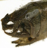 CollectionObject 1505880; 7aaac79b-4660-487b-b48c-14b30f45b04a: male abdomen tip, dorsolateral view (holotype). (CollectionObject).