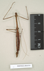 CollectionObject 1560515; NHMUK(SF IMPORT DUPLICATE) 844535, 23caa7a9-72a1-4d0c-8fcb-581844618722: copyright Natural History Museum, London. male (holotype). (CollectionObject).