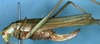 Tinzeda eburneata Walker, 1869: female, lateral view (syntype or lectotype). (Otu).