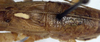 CollectionObject 1531426; 7adff7e0-44ec-40cc-b6c3-f678a3d52f11: male pronotum and stridulatory apparatus (lectotype). (CollectionObject).