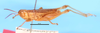 male, lateral view (holotype). Depicts CollectionObject 1521130; c9f7e6ae-c03f-4156-bd60-370228a41fc7, a CollectionObject.