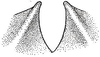 Viadana (Bolivariola) conjuncta (Hebard, 1933): Pl. 3, Fig. 8. apex of male subgenital plate. (Otu).