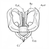 Brownacris microptera Dirsh, 1958: Fig. 9. male phallic complex, dorsal view. (Otu).