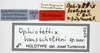 CollectionObject 1581835; a2fe7e40-ef08-444d-b5c8-a1ba7907a41b: male, labels (holotype). (CollectionObject).